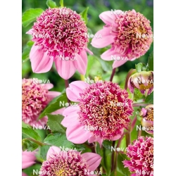 FENNE BAAİJ  DAHLİA